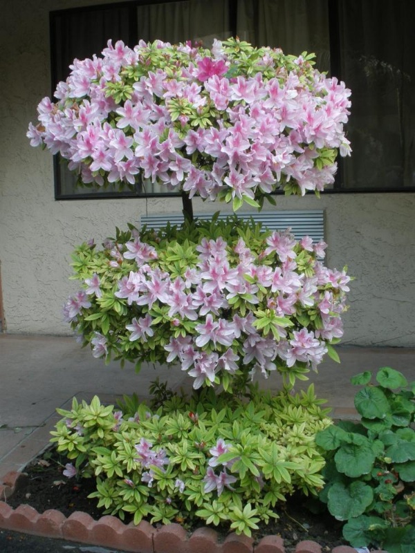 Garden Inn and Suites Glendora image 8